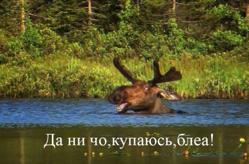 Молодец Батька!