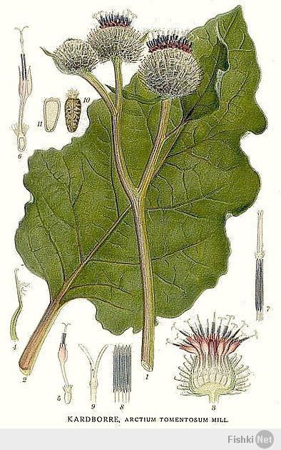 Arctium tomentosum ...по русски лопух обыкновенный....