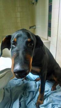 2 минуты  - и пёс ТАКОЙ: