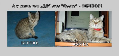 Ниже уже постил своего героя...Кошка подкинула котёнка на работе в 13 году...выращиваю...Ну и ВСЕМ запостившим ниже и не запостившим тоже: Ребят - ВЫ Лучшие!+100500 к карме!