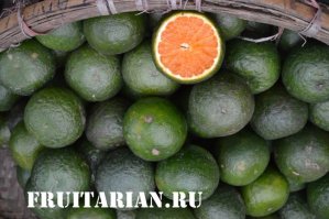 >В тропическом климате апельсины зеленого цвета...

Фотка где? Оранжевые и так все видели.