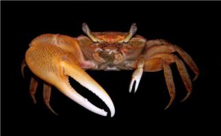 Всё манит и манит...