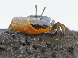 Всё манит и манит...