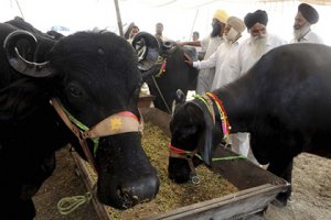 Скоро в России будет продаваться Индийская Буйволятина !