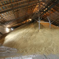 Ловить и есть ЖИРНЫХ голубей рекомендую в Зернохранилищах и Зернотоке. Они там так наедаются, что летать не могут, ловятся сачком.