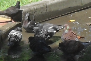 Городские Голуби клюют отходы с помойки, пьют и купаются в воде из луж, болеют оспой, орнитозом, трихомонозом,  у них есть глисты.
Приятного аппетита.