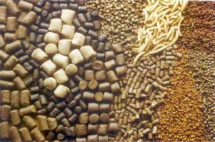 Как выращивают форель в Адлере