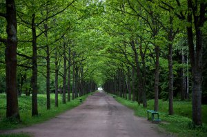 Надо было собрать Желуди и высадить Дубовую Аллею "им.Белочки".