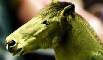 результат селекции 
волнистый попугай+конь