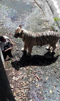 Кстати это последнее фото индийского подростка, который упал в вальер и тигр его разорвал. Вчера в новостях показывали. Есть видео.