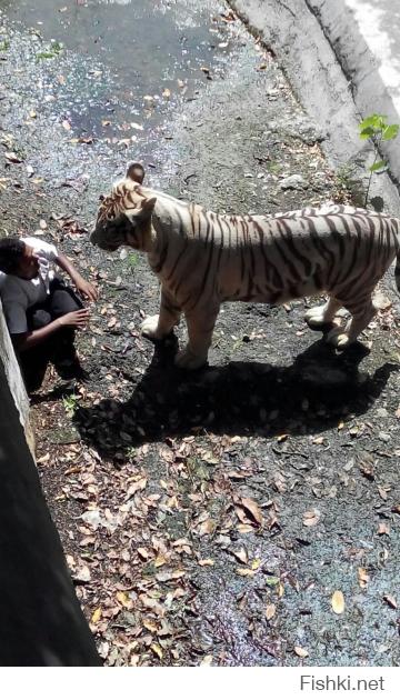 Кстати это последнее фото индийского подростка, который упал в вальер и тигр его разорвал. Вчера в новостях показывали. Есть видео.