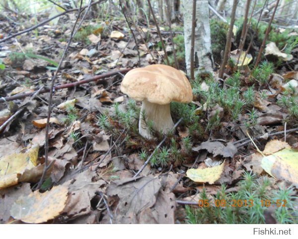 гад! ))) растравил душу!