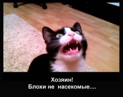 Солевое ружье - странный способ избавления от мух