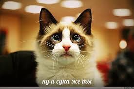 Найден спасатель Барсика