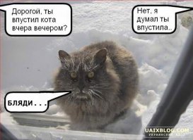 Пустите котика домой