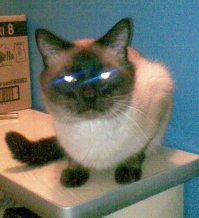 Подобрал, в подъезде, в феврале 2004. А так 3 кота :)