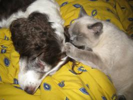 Русские Спаниели даже кошкам нравятся