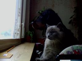 Ну не знаю. Мои даже охотиться вместе пытаются.