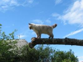 Нууу вы пока думайте, а у нас уже есть. 
Из него выходит три окна, и в поле и в лес  правда, вместо моря - сад.
С сентября по апрель - кошка, я, жена и собака.