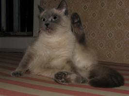 Язык и немного эротики