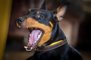 Собаки, которые любят своего хозяина больше всего на свете