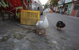 Одной уже голову отрубили, чтоб тут не стояла!