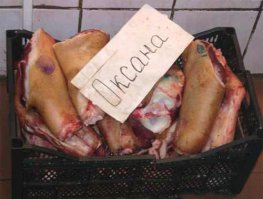 Ищу нового соседа