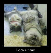 Не будите спящего кота!  