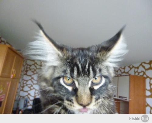 до получения образования