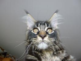 Котосэлфи, какое оно?