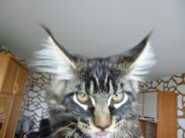 Котосэлфи, какое оно?