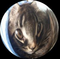 Свежая подборка котеек со всего света