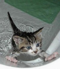 высохну и ̶н̶а̶с̶р̶у̶/̶н̶а̶с̶с̶у̶ ̶т̶е̶б̶е̶ ̶в̶ ̶т̶а̶п̶о̶к̶/̶б̶о̶т̶и̶н̶о̶к̶! отомщу!