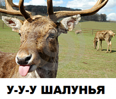Олений язык застрял в теле 