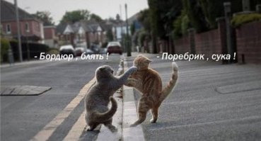 культура булки в порадном