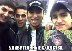 Пьяная горилла дала в глаз фотографу