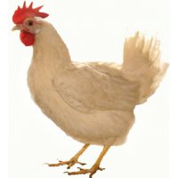 Невеста вывихнула челюсть, когда кусала свадебный каравай