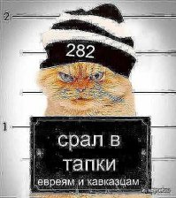 10 фактов о Кошках