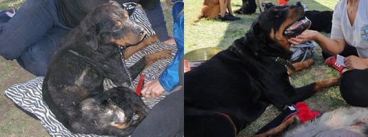 Ротвейлер прям вообще доставил!