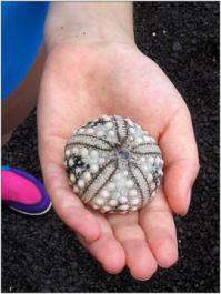 Хех, камушек, говорите? А я такого живого в руках держал, еще не окаменевшего.