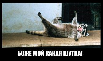 Енот как домашнее животное