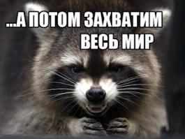 Енот как домашнее животное