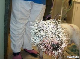 Дикобраз отбился от стаи львов