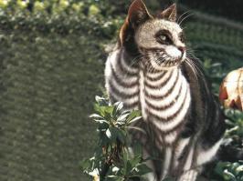 Кот, предсказывающий смерть