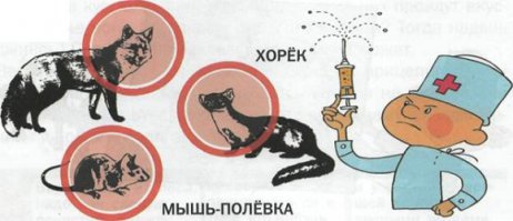 Общение с лесными животными