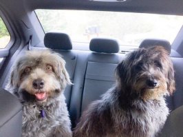 Как мне надоело, что мой брат постоянно орет