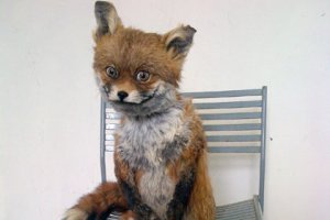 И только одно животное в мире грустит, глядя на эти няшные фотки...