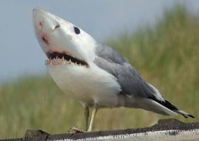 Лови за клюв!!!