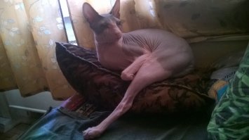 А вот мой=)Донской сфинкс.