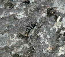 Зачем ходить так далеко во всякие Сингапуры . Жук в Карелии . Чуть дальше отвести фотоаппарат и будет вообще не реально заметить